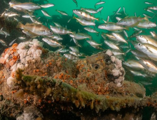 Vrijwillige duikers halen 6,5 bigbag vol netten en afval van wrakken in de Noordzee